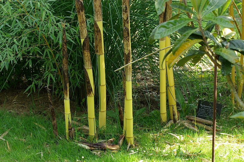 Phyllostachys vivax aureocaulis 5 2012